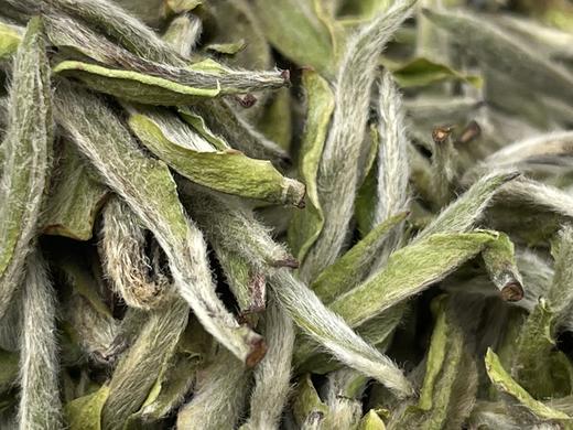 2023 极枞银针 天工·初芽 （顶端初芽白毫银针） 60来岁荒野老树  50克/500克 商品图6