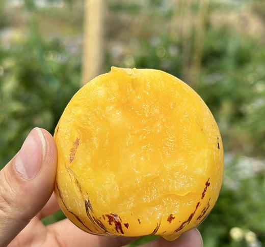 【云南石林树上熟的人参果】清甜补水  肉香皮薄  清甜多汁  无核化渣 营养低糖 商品图2