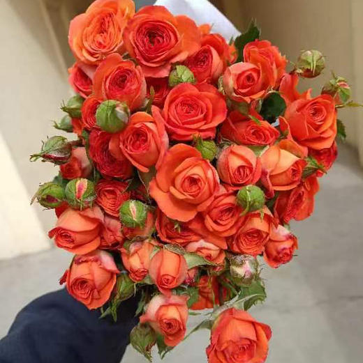 【周五配送】本周鲜花今天治愈nice💞☞橙色芭比花苞比较多，而且小巧可爱[愉快]神秘的爱，一束花的仪式感[太阳][太阳][太阳]浓郁的橙色太阳橙颜色呢像橘子汽水，一束10—15支 商品图0