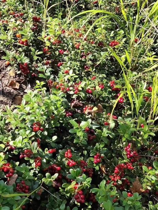 乐芭迪大兴安岭野生越桔花青素 蔓越莓原浆浓缩汁 孕妇儿童口服液 商品图12