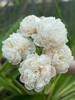 欧文斯上校芍药花5支 商品缩略图1
