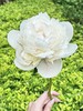 欧文斯上校芍药花5支 商品缩略图13