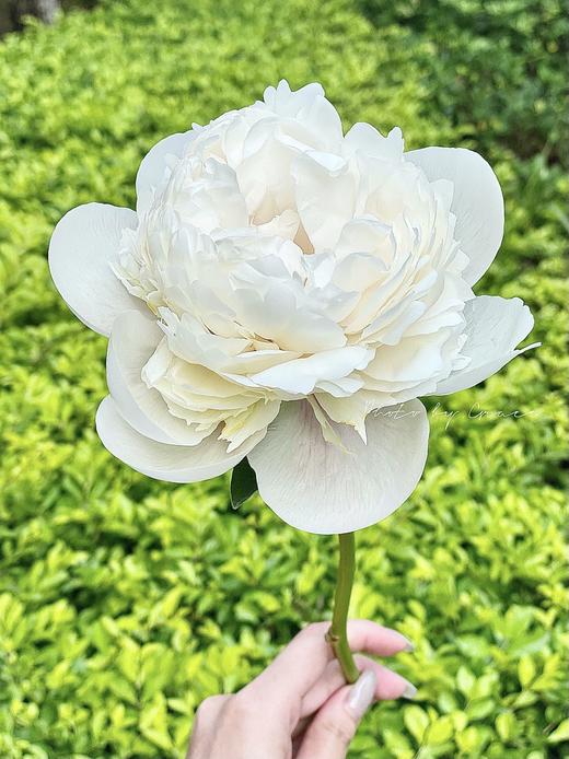 欧文斯上校芍药花5支 商品图13