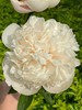 欧文斯上校芍药花5支 商品缩略图6