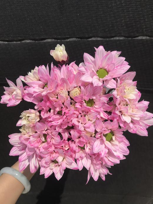 吸染小菊·浅粉色 商品图0