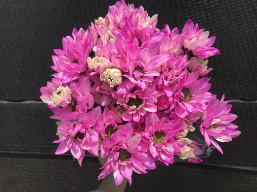 吸染小菊·玫红色 商品图0