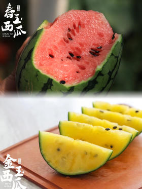 金玉满堂！皮薄且脆【春玉/金玉西瓜】2k小西瓜 手剥小西瓜 果肉红艳 金黄可爱 水分足 甘甜如冰糖～