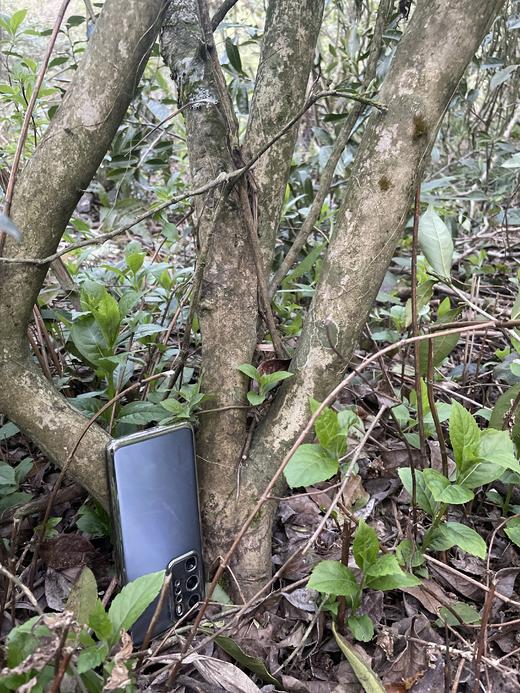 2023 极枞银针 天工·首日芽 （荒野老树白毫银针） 60来岁荒野老树 50克/500克 商品图3