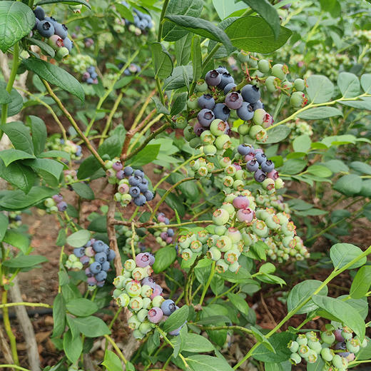 【包邮】 密云本地自然熟新鲜蓝莓 无膨大剂  酸甜爆汁 孕妇 时令水果  125gx4盒 商品图4