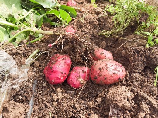 2023年郧阳区新鲜黄心土豆 红美人3斤 商品图8