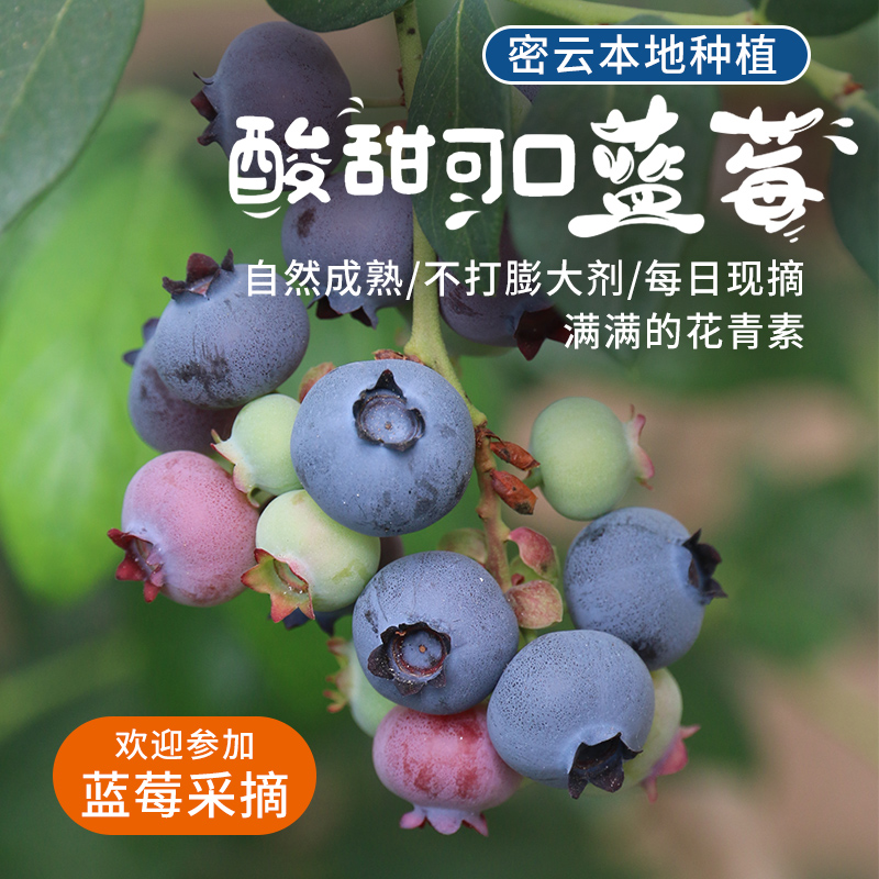 水源地种植的蓝莓  鲜果  饱满圆润  酸甜可口 新鲜蓝莓  125gx2盒
