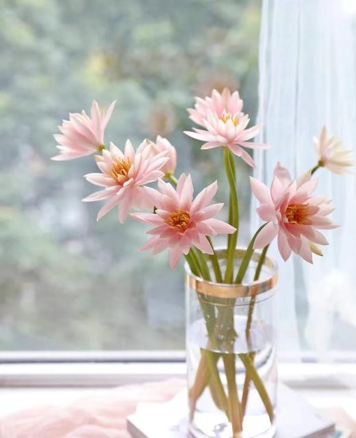 香槟粉睡莲 4支（拼团） 商品图3