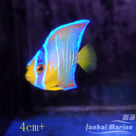 美国女王 商品图4