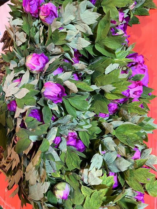 【人间富贵花】国色天香/洛阳红牡丹  约10枝/扎 商品图8