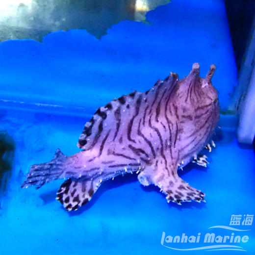 虎纹五脚虎 商品图3