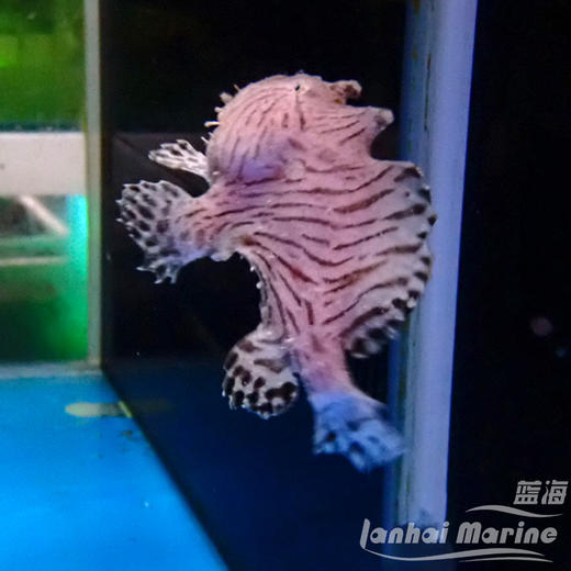 虎纹五脚虎 商品图4