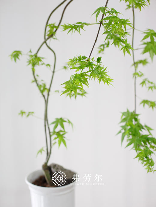 白欧式盆-黄金枫 商品图1