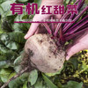 有机甜菜根礼盒 5斤装（云南） 商品缩略图0