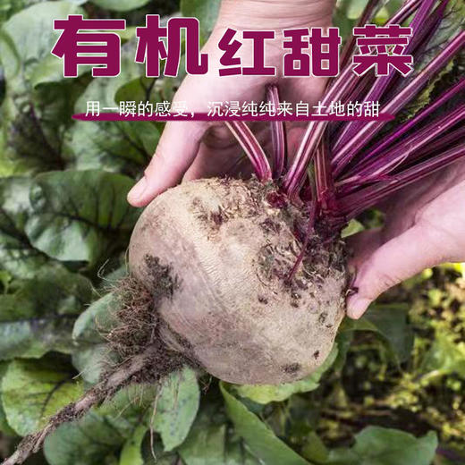 有机甜菜根礼盒 5斤装（云南） 商品图0