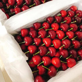 大连瓦房店美早樱桃 1KG （单果15g+）Dalian Large Cherries 1KG