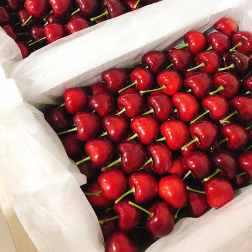 大连瓦房店美早樱桃 1KG （单果15g+）Dalian Large Cherries 1KG 商品图0