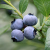 【包邮】 密云本地自然熟新鲜蓝莓 无膨大剂  酸甜爆汁 孕妇 时令水果  125gx4盒 商品缩略图7