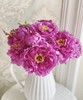 【人间富贵花】国色天香/洛阳红牡丹  约10枝/扎 商品缩略图2