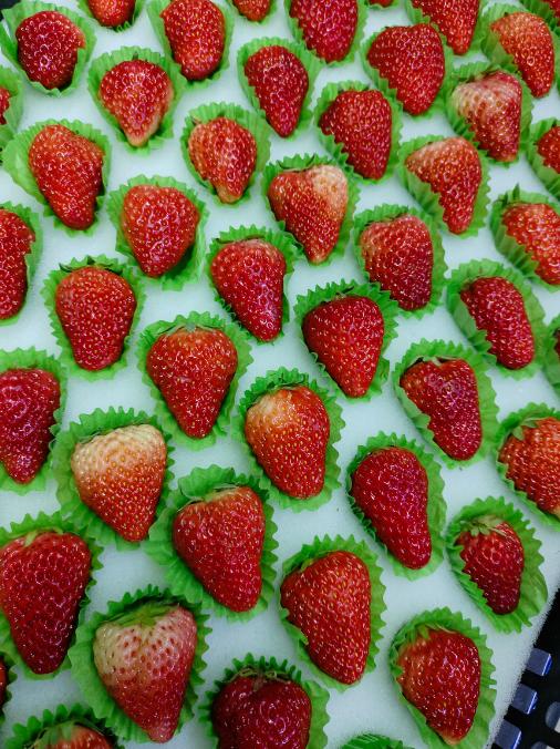 黑框草莓一箱（拼团） 商品图1