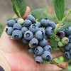 【包邮】 密云本地自然熟新鲜蓝莓 无膨大剂  酸甜爆汁 孕妇 时令水果  125gx4盒 商品缩略图1