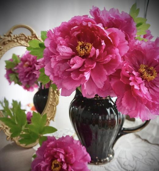 【人间富贵花】国色天香/洛阳红牡丹  约10枝/扎 商品图3