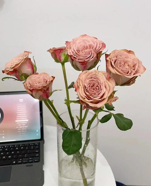 卡布奇诺玫瑰一束（拼团） 商品图3