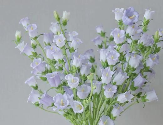 紫色风铃2支（拼团） 商品图1