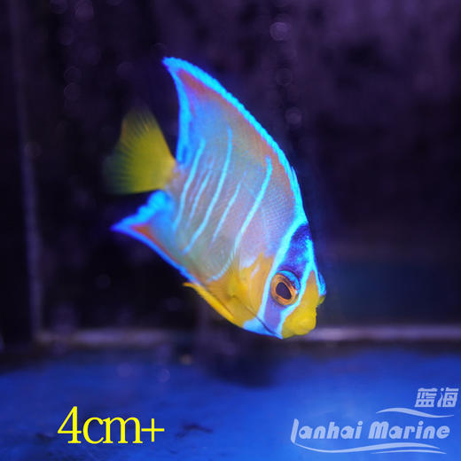 美国女王 商品图5