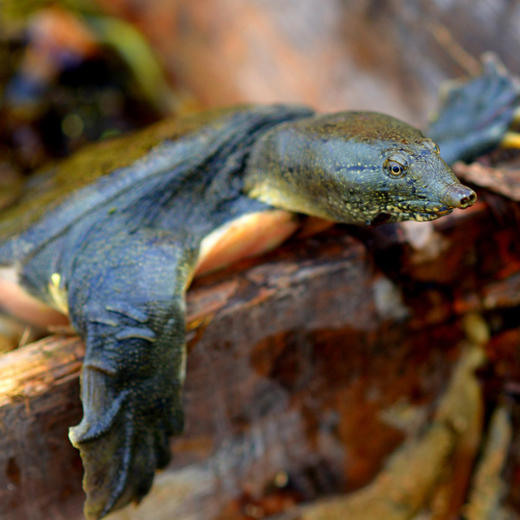 江水野生放养甲鱼/中华鳖 肉质紧实 胶质细腻 营养丰富 商品图2