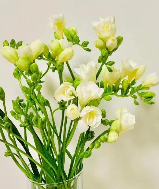 香雪兰4支（拼团） 商品图4