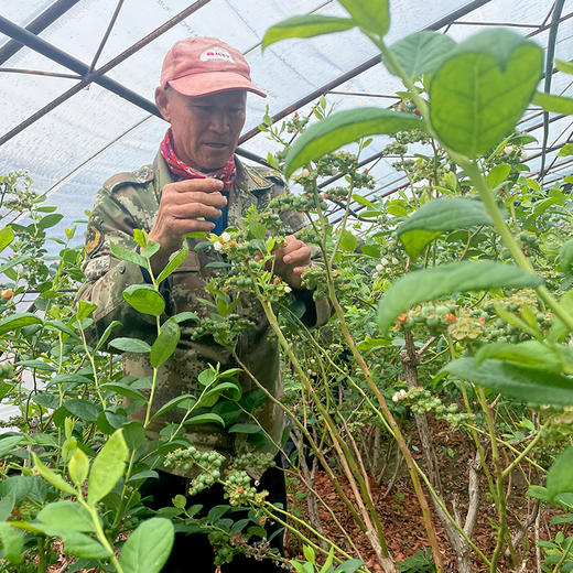 【包邮】 密云本地自然熟新鲜蓝莓 无膨大剂  酸甜爆汁 孕妇 时令水果  125gx4盒 商品图5