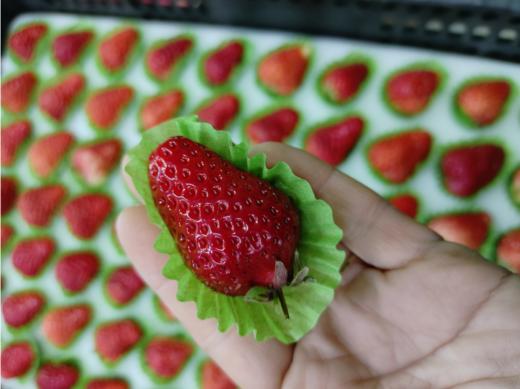 黑框草莓一箱（拼团） 商品图4
