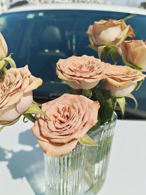 U型瓶7只卡布奇诺（拼团） 商品图4