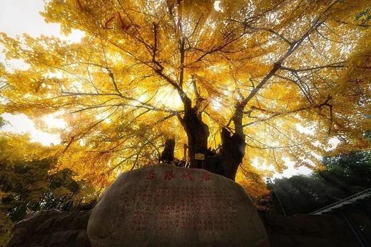 拍前联系客服，会保养再拍， 舌尖上的中国推荐，银杏木菜板，30年整木制作天然材质自带抑菌耐砍耐剁（5-7天发货） 商品图6