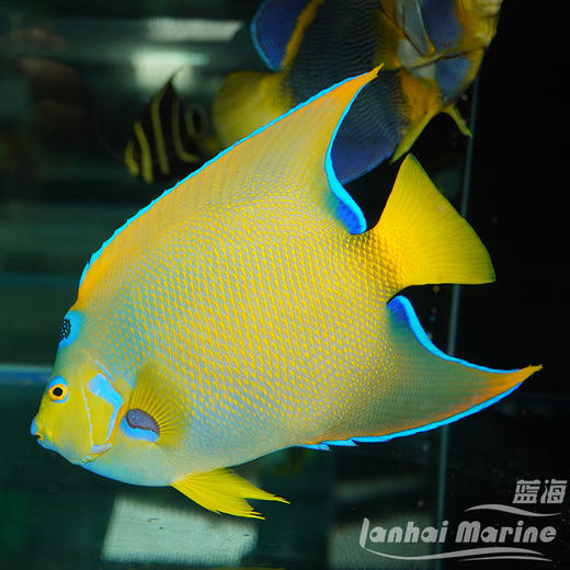 美国女王 商品图3