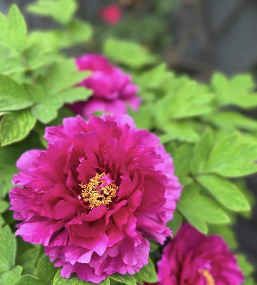 【人间富贵花】国色天香/洛阳红牡丹  约10枝/扎 商品图1