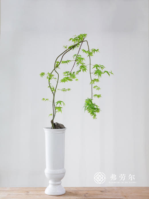 白欧式盆-黄金枫 商品图0