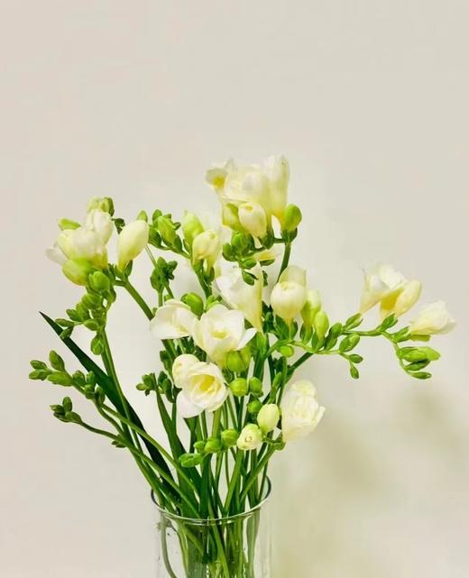 香雪兰4支（拼团） 商品图5