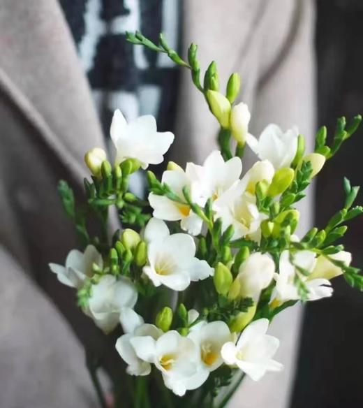 香雪兰4支（拼团） 商品图2