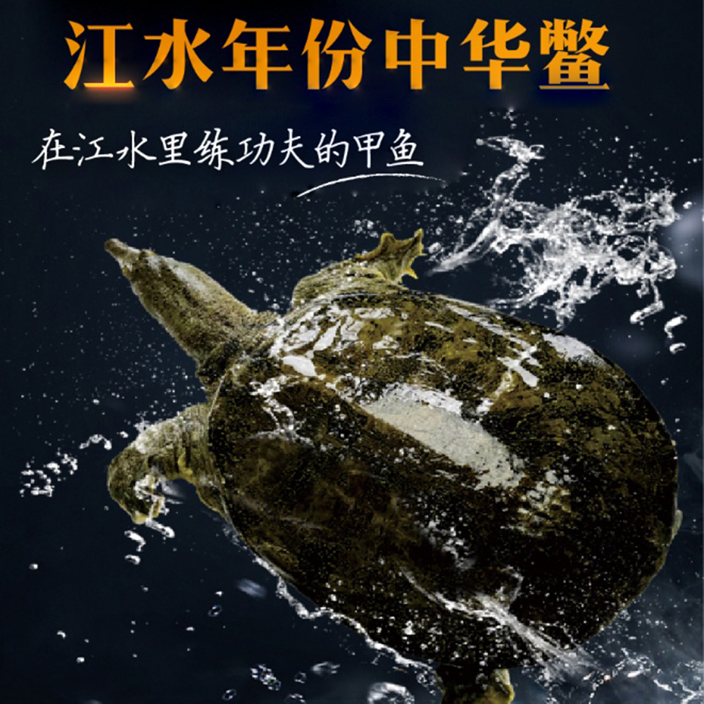 江水野生放养甲鱼/中华鳖 肉质紧实 胶质细腻 营养丰富