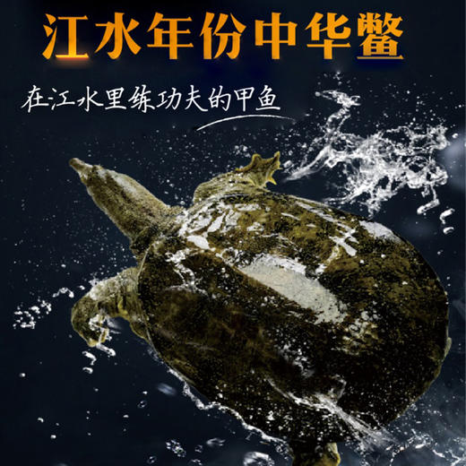 江水野生放养甲鱼/中华鳖 肉质紧实 胶质细腻 营养丰富 商品图0
