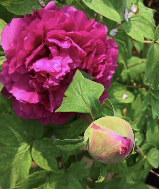 【人间富贵花】国色天香/洛阳红牡丹  约10枝/扎 商品图6