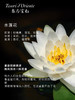 意大利进口东方宝石保湿香氛水润身体霜 300ml（水莲花香） 商品缩略图6