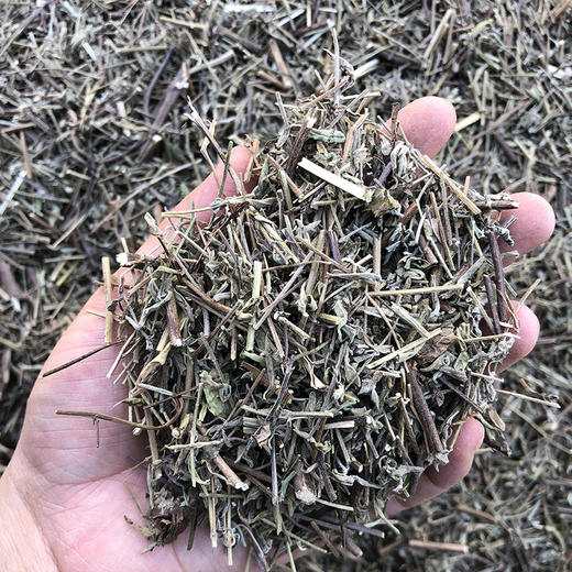 香薷草 常用规格 香茹草 商品图2