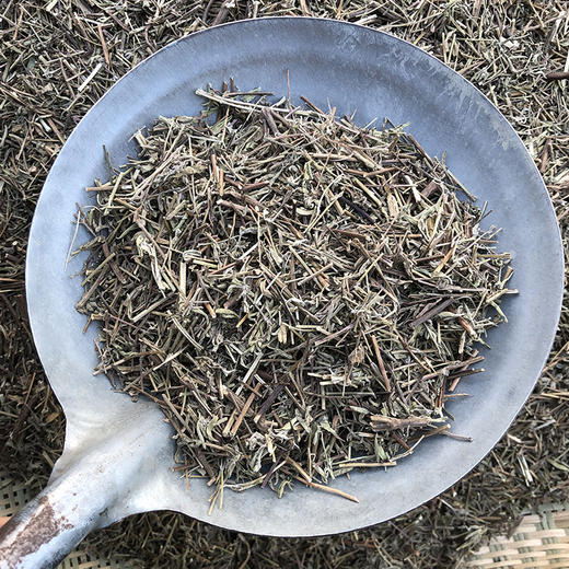 香薷草 常用规格 香茹草 商品图3